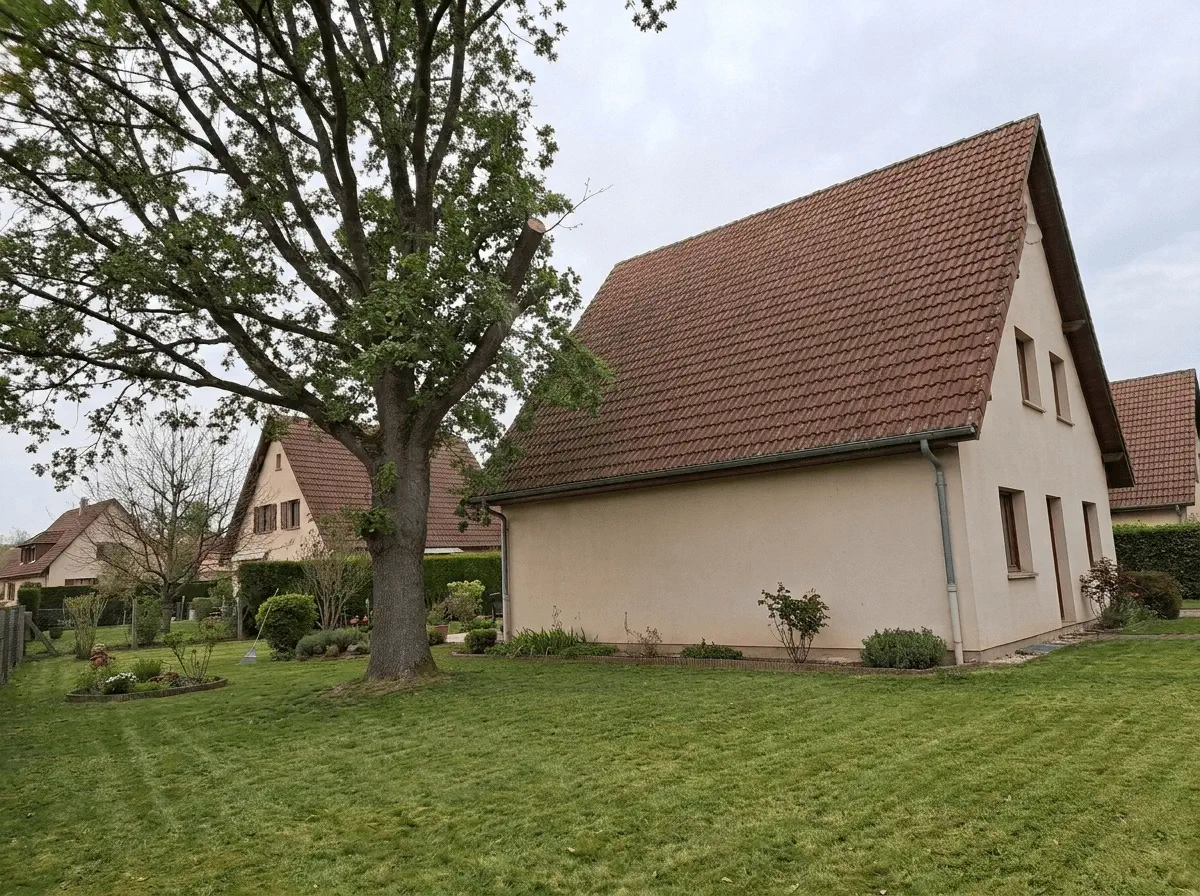 Le même chêne dégagé de la toiture, après élagage